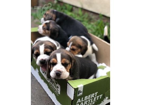 PoulaTo: Όμορφη Pigs Beagle Pups τόσο σαφής