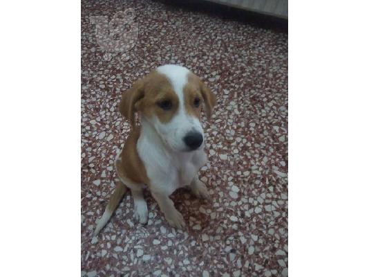 PoulaTo: Κουταβακι χαριζεται