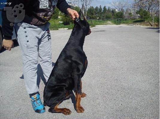 PoulaTo: ΠΩΛΕΙΤΑΙ ΝΤΟΠΕΡΜΑΝ ΕΚΘΕΣΙΑΚΟ