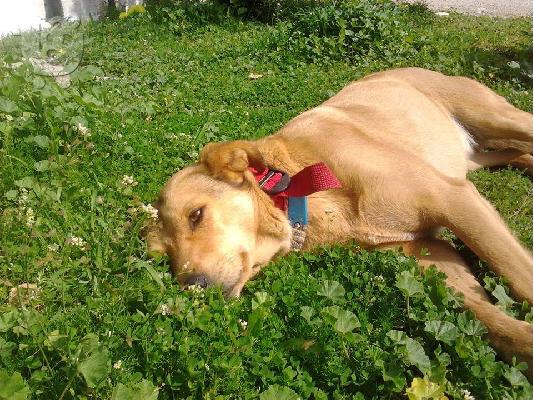 Σκυλιτσα συντροφιας χαριζεται