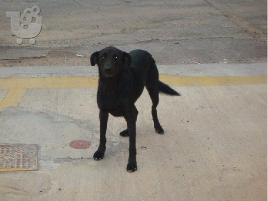 Μελαχροινη σκυλιτσα χαριζεται