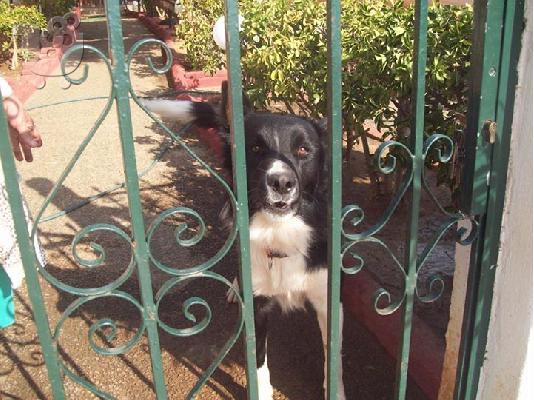 Λυκος/κολευ χαριζεται για φυλακας