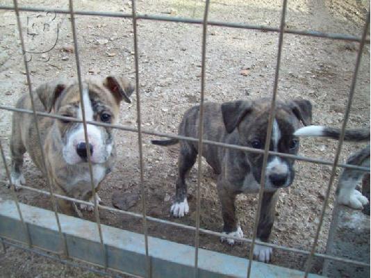 PoulaTo: Πιτ μπουλ καθαροαιμα κουταβακια χαριζονται