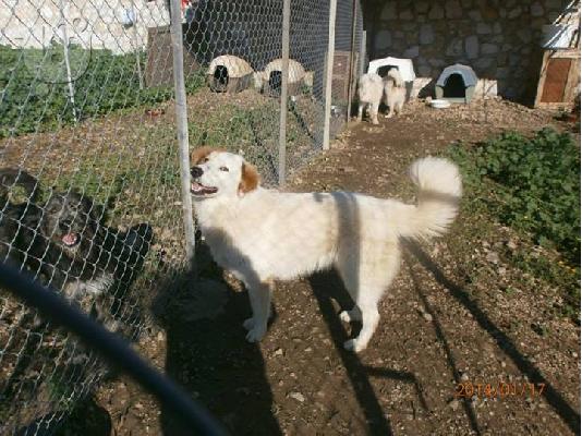Κουταβοι ημιαιμοι τσοπανοι χαριζονται
