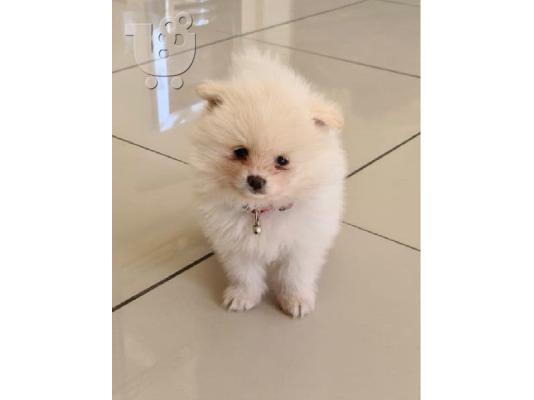 PoulaTo: Πώληση Pomeranian σκύλοι και κουτάβια