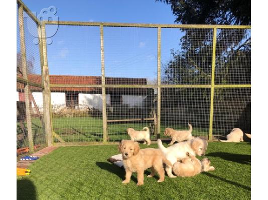 Όμορφα Golden Retriever κουτάβια