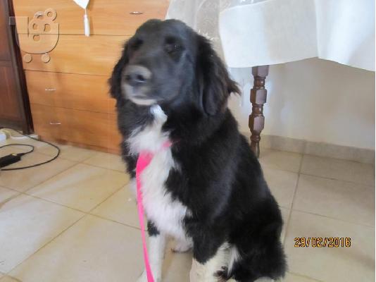 PoulaTo: Βorder collie ημιαιμο χαριζεται