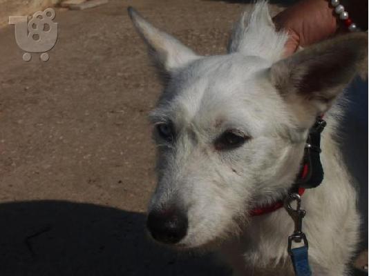 Η Σίμπα χαριζεται