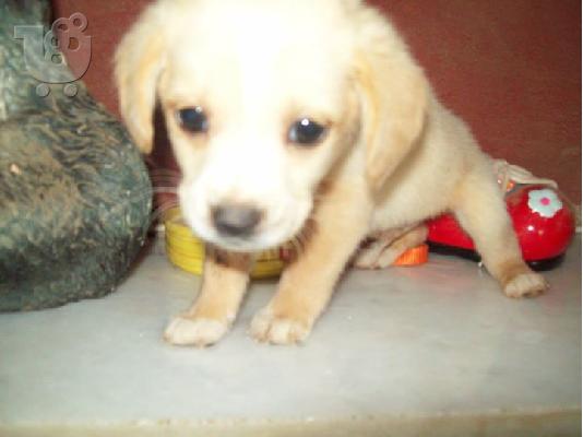 PoulaTo: Κουταβακια χαριζονται