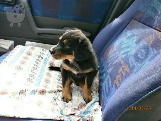 Κουταβακι χαριζεται