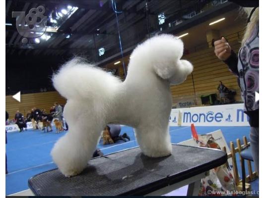 Bichon Frize
