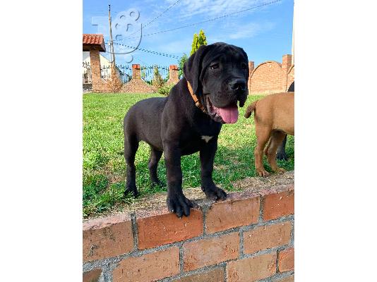 PoulaTo: Αφρικανικό Boerboel