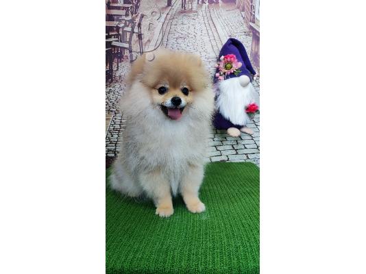 PoulaTo: Pomeranian Spitz κουτάβι