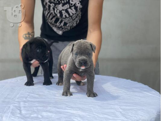Cane Corso κουτάβια προς πώληση
