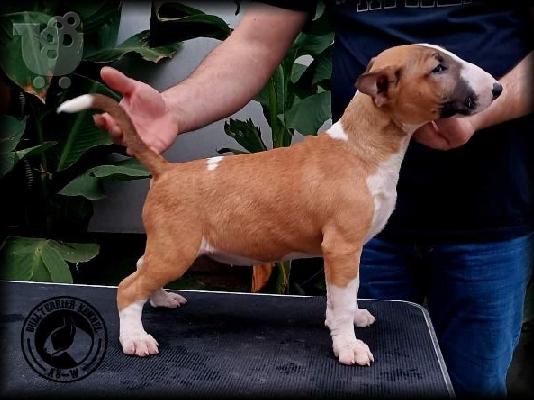 Bull Terrier κουτάβια