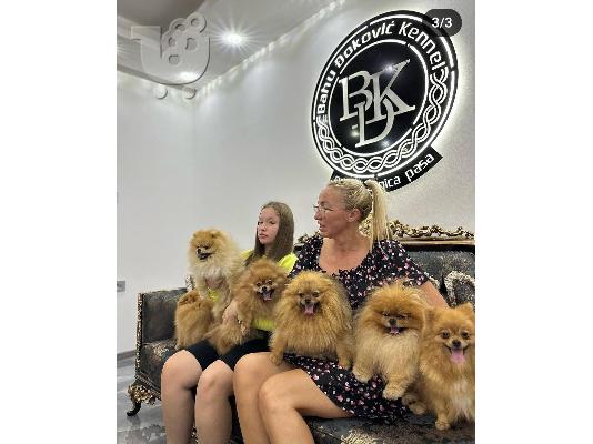 Pomeranian Spitz κουτάβια