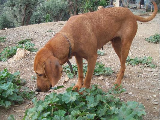 Καθαροαιμη Βιζλα χαριζεται