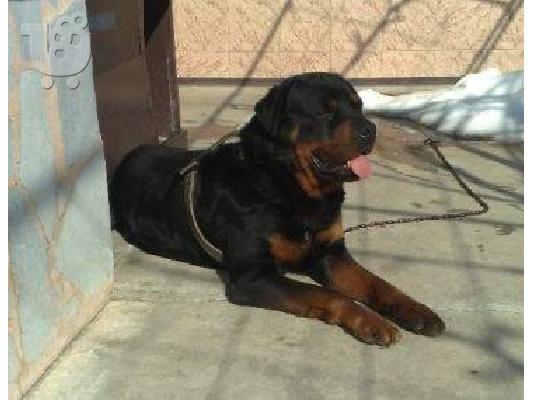 Rottweiler καθαροαιμα κουταβια ΘΕΣΣΑΛΟΝΙΚΗ 2311 288 660