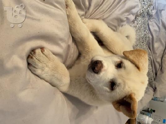 Υπέροχα ιαπωνικά κουτάβια Akita Inu