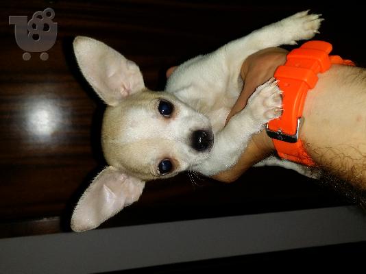 PoulaTo: τσιουαουα καθαροαιμο