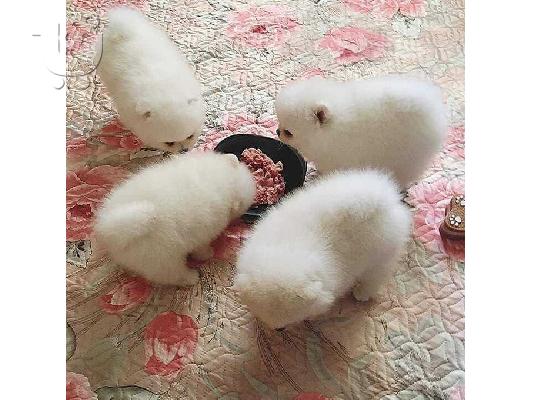 PoulaTo: Καταπληκτικά κουτάβια από Pomeranian!