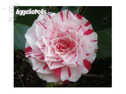 PoulaTo: 10 Σποροι Camellia Japonica Winter Rose