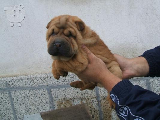 SHAR PEI
