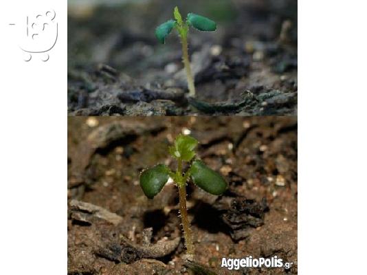 50 σποροι Rosa Chinensis - Τριανταφυλλο Κινας