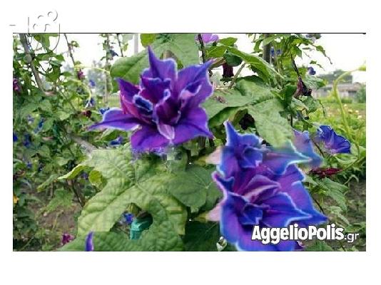 30 Σπανιοι Σποροι - Bonsai - Morning Glory