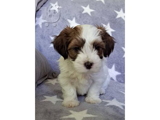 Havanese Bichon κουτάβια