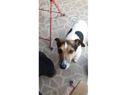 PoulaTo: Αρσενικο jack russel για ζευγαρωμα