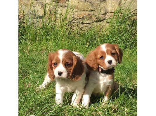 PoulaTo: Cavalier βασιλιάς Charles Spaniel Pups