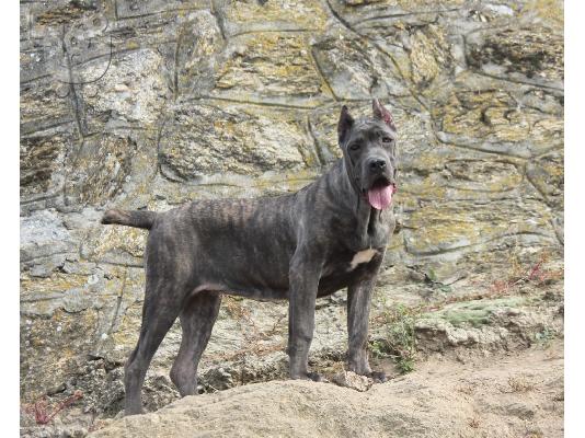 Cane Corso προς πώληση