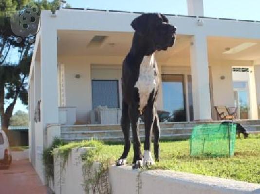 μολοσσοι-μεγαλοι δανοί