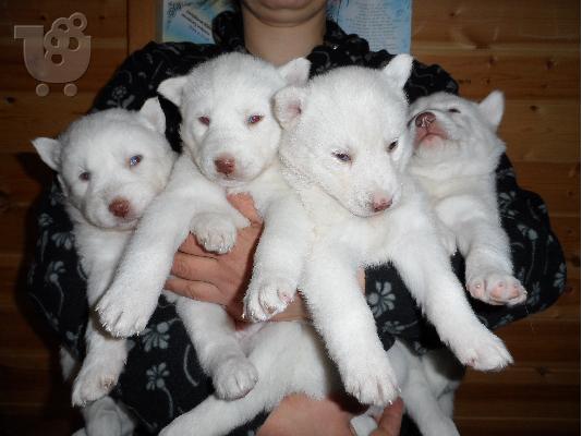 Siberian Husky blue eyes