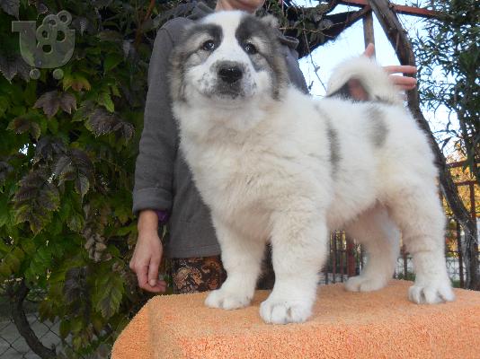 ΠΩΛΟΥΝΤΑΙ ΚΟΥΤΑΒΙΑ ΚΕΝΤΡΙΚΗΣ ΑΣΙΑΣ