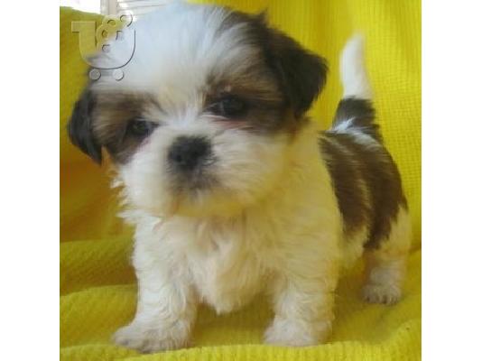 PoulaTo: κορυφαία ετοιμοπαράδοτα Shih Tzu