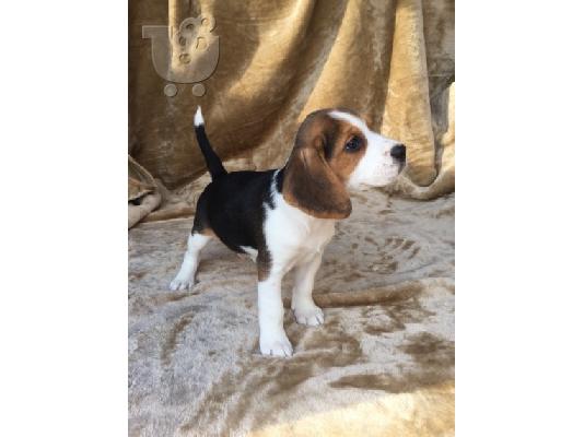 PoulaTo: Πανέμορφα κουτάβια Beagle.