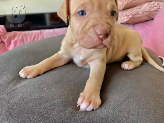 Pitbull