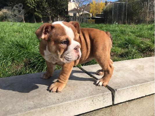 PoulaTo: BULLDOG INGLÉS