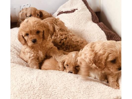 PoulaTo: Cavapoo Red