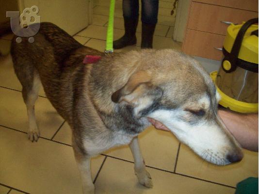 O Chess χαριζεται