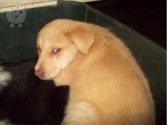 Κουταβακια χαριζονται