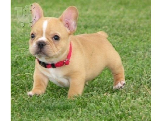 PoulaTo: Το φοβερό γαλλικό μπουλντόγκ κουτάβια για υπέροχα σπίτια