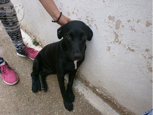 Νεαρη κυλιτσα χαριζεται