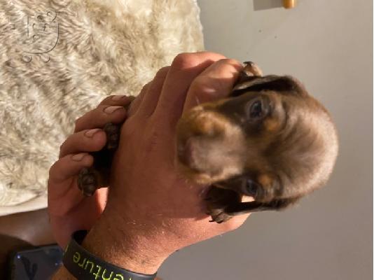 Αξιολάτρευτο Dachshunds