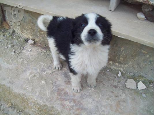 Κουταβακια 2 μηνων χαριζονται