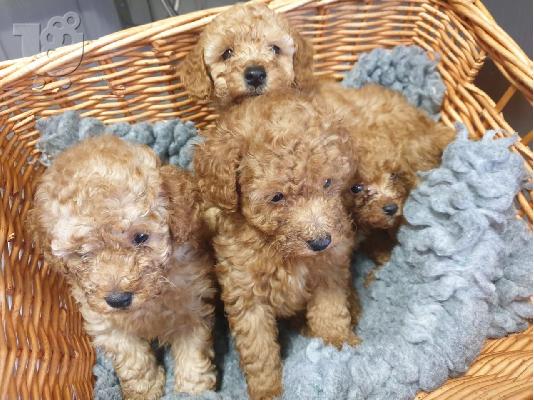 Πώληση σκυλιά και κουτάβια Poodle