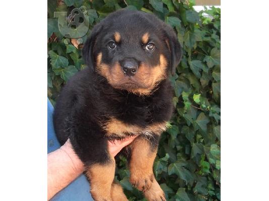 PoulaTo: Ta koutávia Rottweiler