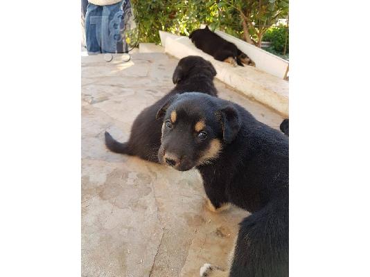 Rottweiler με τσοπανοσκυλο κουταβακια χαριζονται